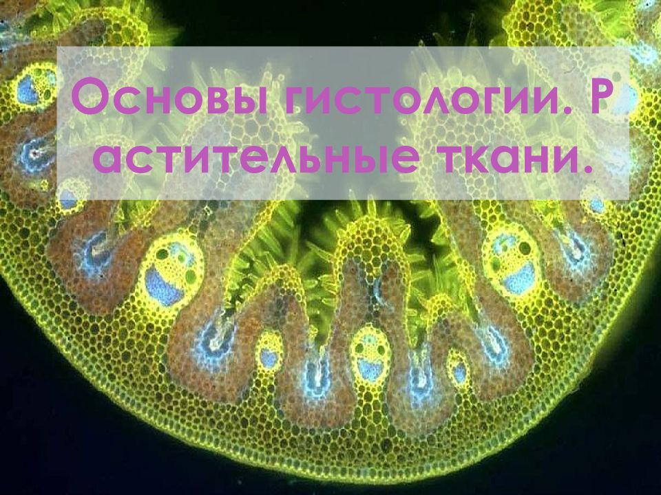 Основы гистологии. Растительные ткани.