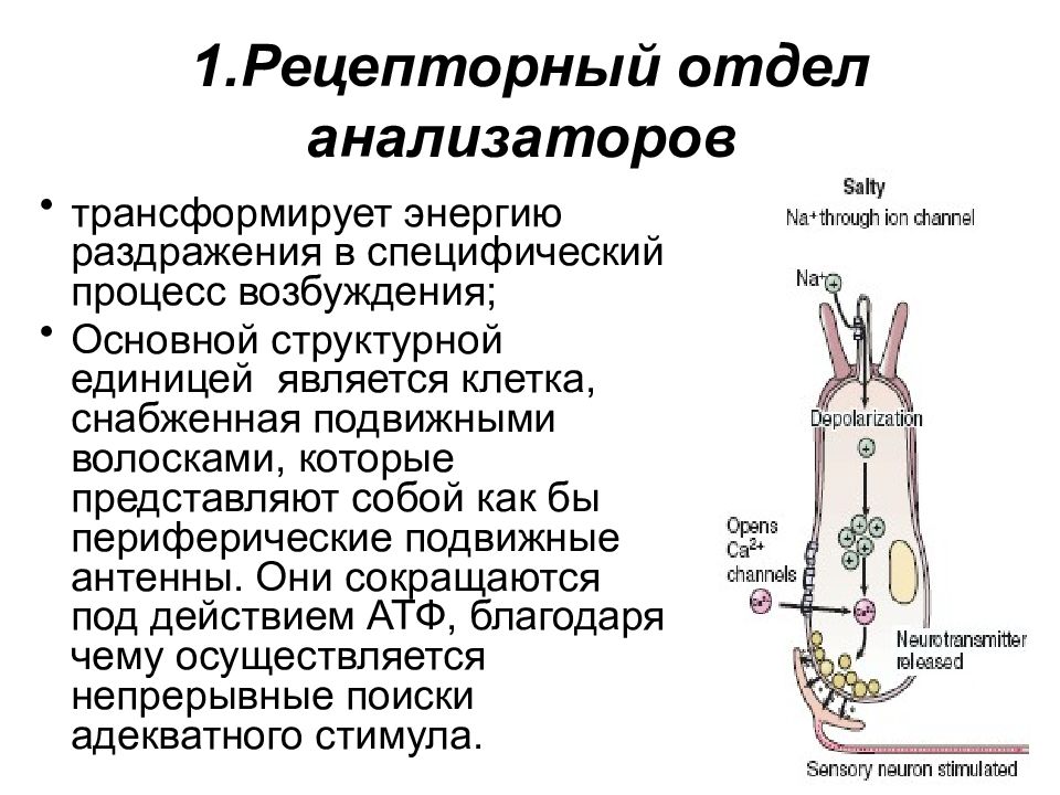 Физиология анализаторов физиология презентация