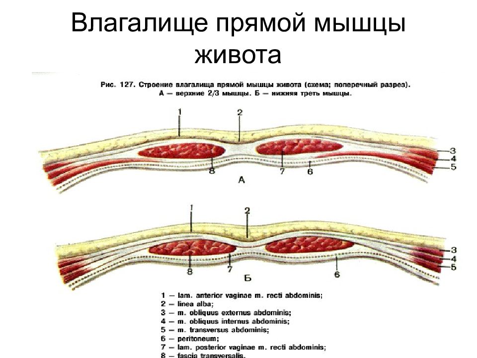 Топография брюшной стенки презентация