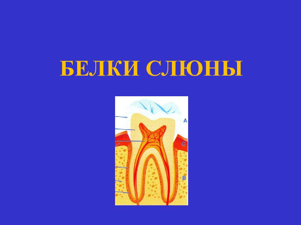 Белки слюны. Специфические белки слюны. Белки слюны биохимия. Защитные белки слюны. Белки смешанной слюны.