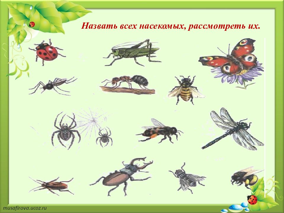 Лексическая тема насекомые картинки