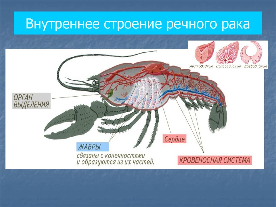 Назовите органы выделения характерные для представленного на рисунке организма рак