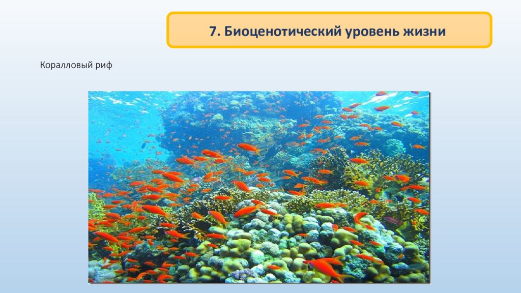 Уровни организации живого биоценотический. Биоценотический и популяционно видовой. Коралловый риф уровень организации. Биоценотический уровень. Биоценозный уровень организации жизни.