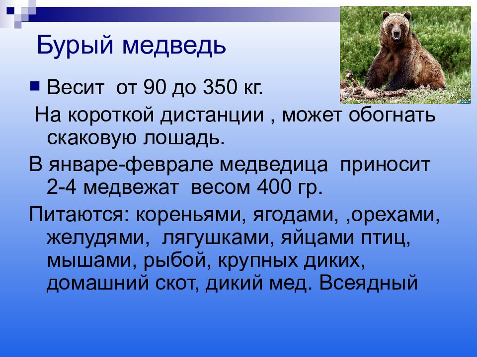 Сколько весит бурый медведь в кг. Презентация на тему бурый медведь. Медведь для презентации. Презентация о буром медведе. Сообщение о медведе.