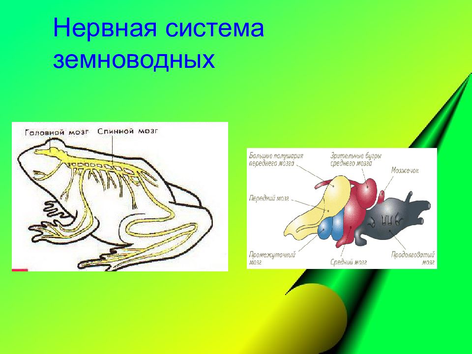 Что не входит в нервную систему лягушки