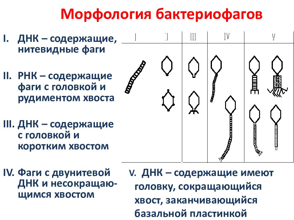 Общая вирусология презентация микробиология