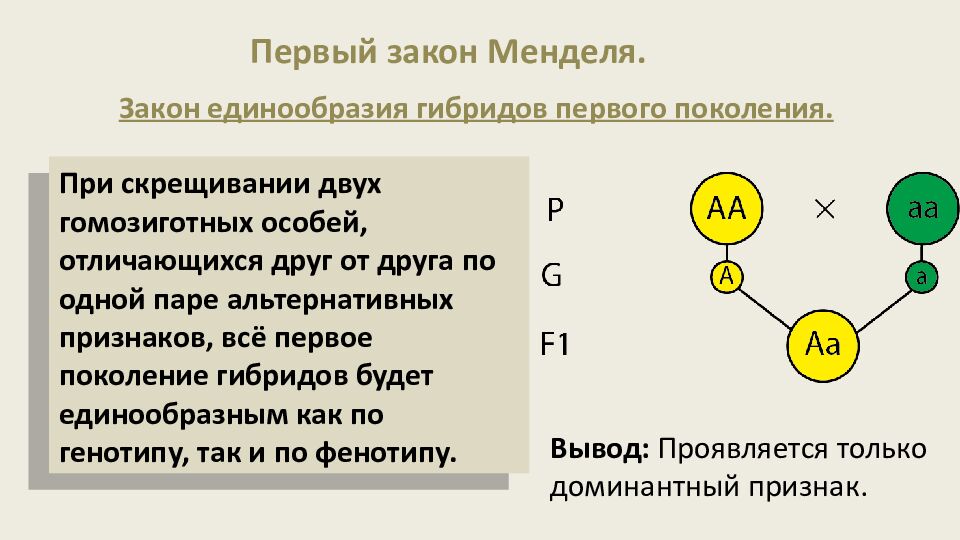 Закономерности наследования признаков. Моногибридное скрещивание