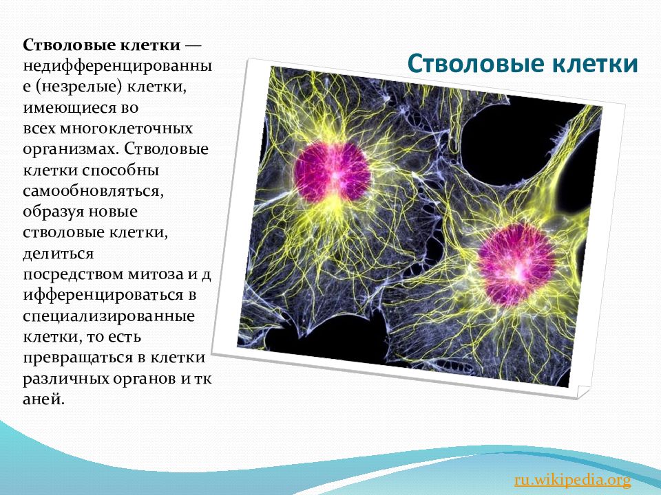 Сколько стволовых клеток