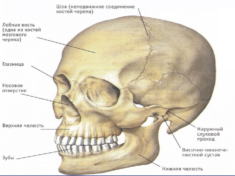 Кости и швы черепа