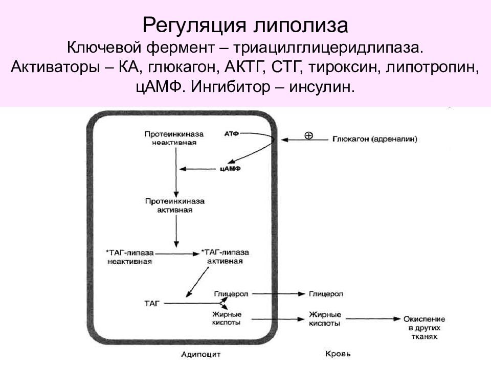 Расщепление жиров. Гормональная регуляция липолиза биохимия. Механизм липолиза биохимия. Регуляция липогенеза и липолиза ключевые ферменты. Липолиз схема биохимия.