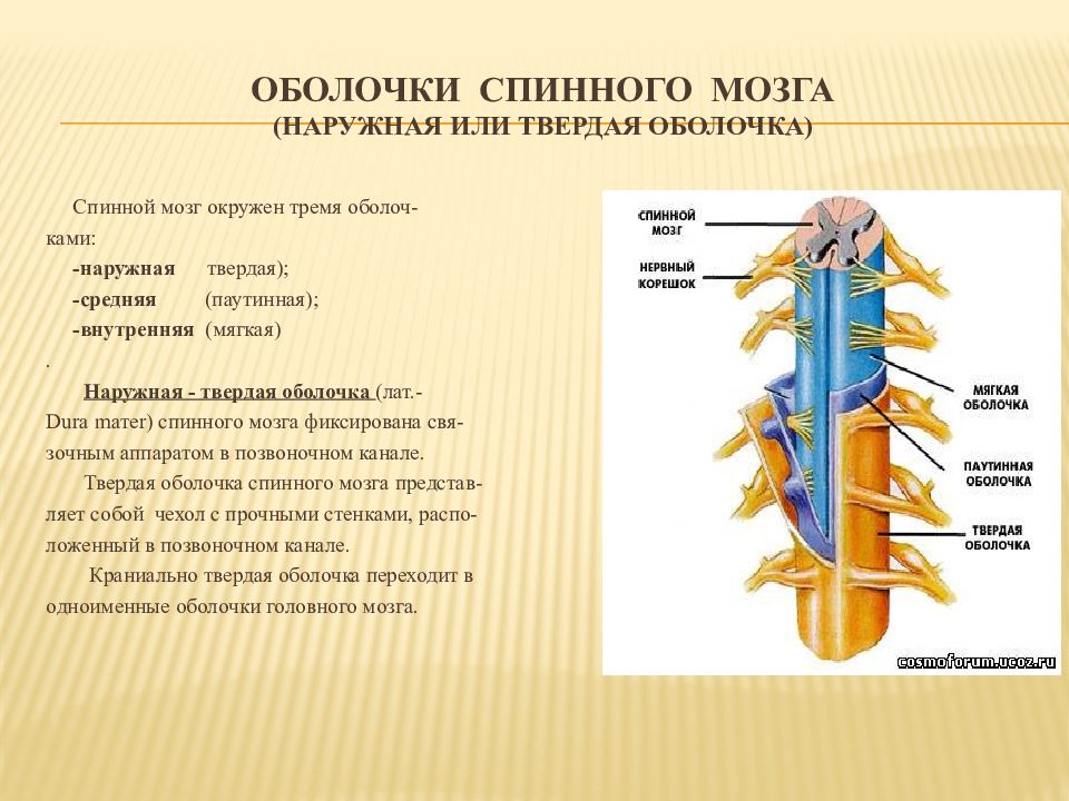 4 оболочки спинного мозга