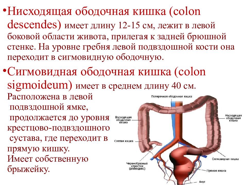 Проект по анатомии 10 класс