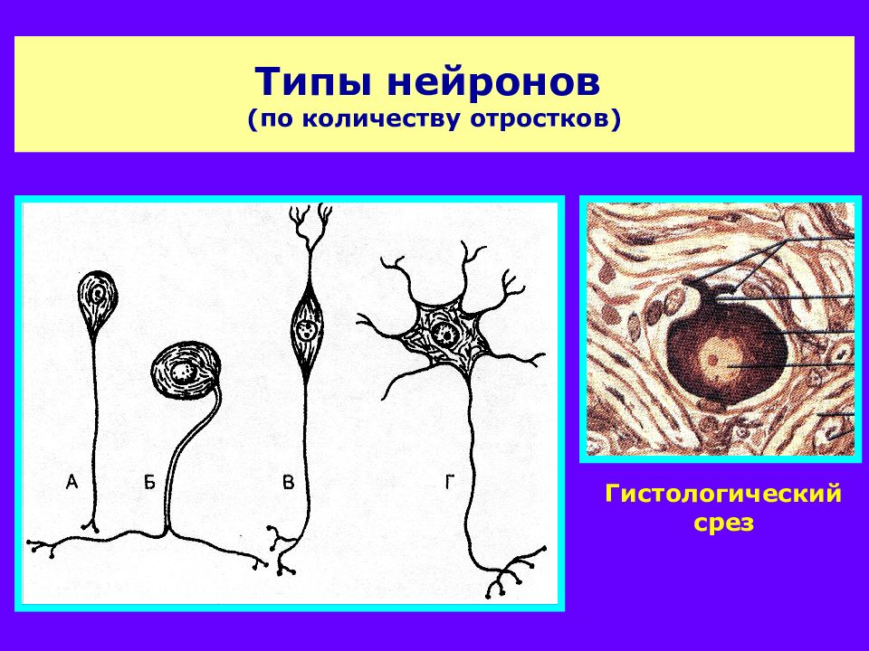 Нервные клетки имеют отростки. Типы нейронов по количеству отростков. Нейрон строение по количеству отростков. Отростки нейрона. Нейроны по количеству ОТР.