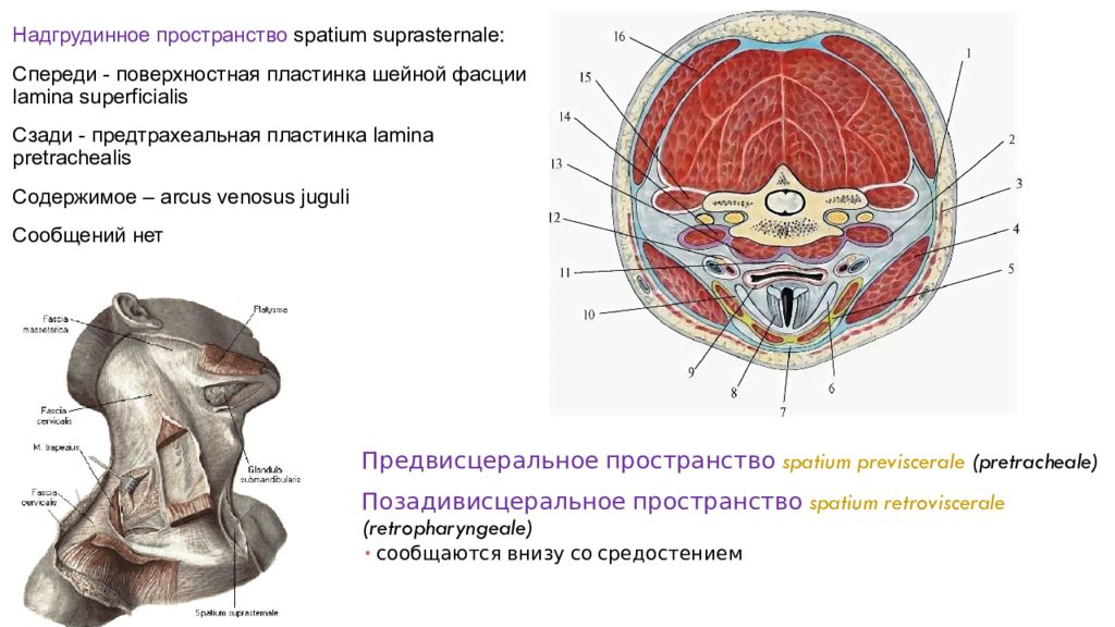 Пространства головы. Межфасциальное клетчаточное пространство шеи. Межапоневротическое клетчаточное пространство шеи. Клетчаточное пространство головы и шеи. Надгрудинное клетчаточное пространство шеи.