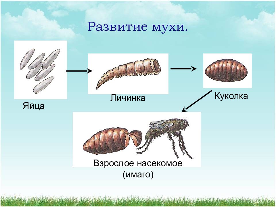 Каким номером на рисунке обозначена стадия предназначенная для превращения личинки в имаго