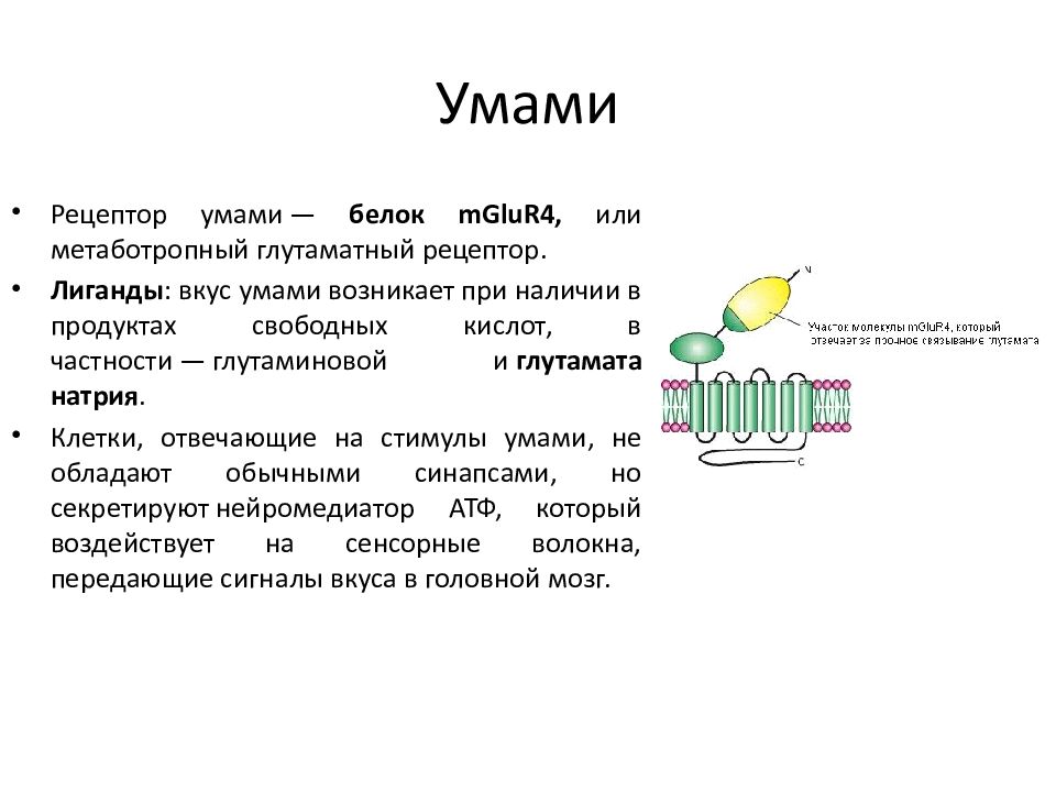 Система ум