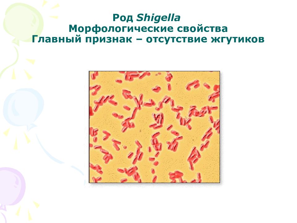 Морфологические свойства. Shigella семейства Enterobacteriaceae. Энтеробактерии без жгутиков. Морфология энтеробактерий микробиология. Шигелла строение.