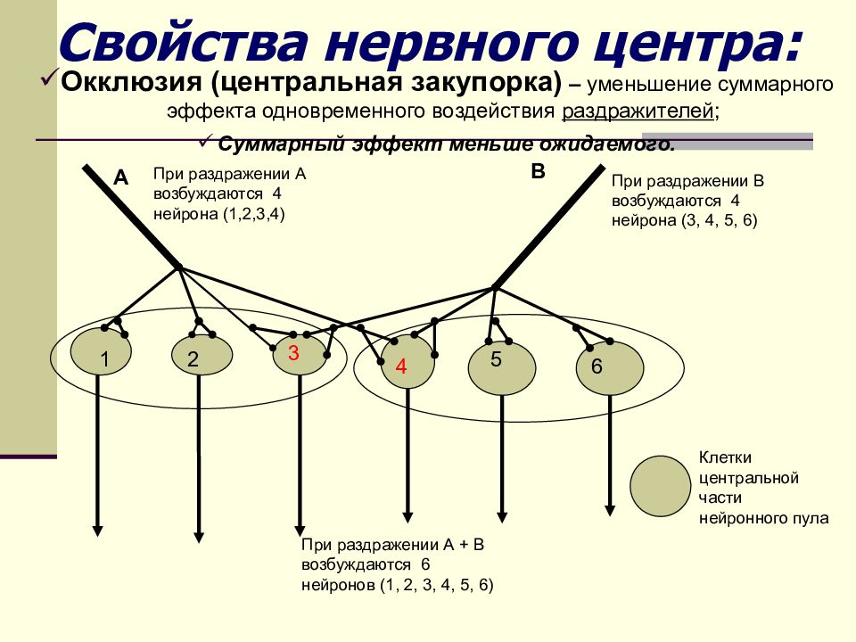 Утомляемость нервных центров. Строение нервного центра. Конвергенция нервных центров. Свойства нервных центров окклюзия. Свойства нервных центров физиология.