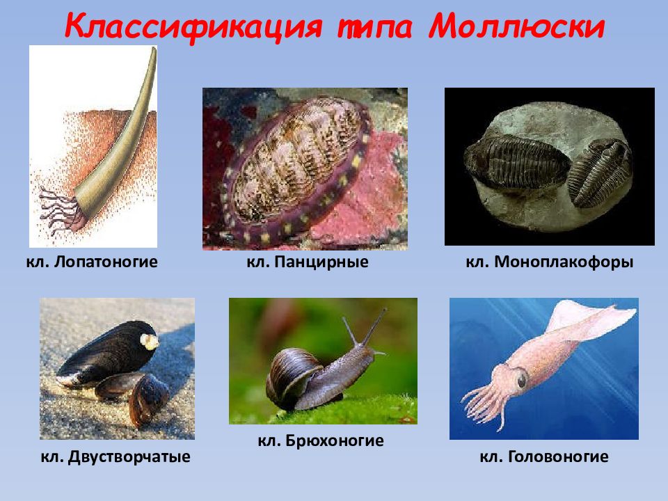 Животные относящиеся к типу моллюски примеры. Брюхоногие двустворчатые головоногие. Классификация брюхоногих моллюсков. Лопатоногие моллюски. Классификация моллюсков 7.