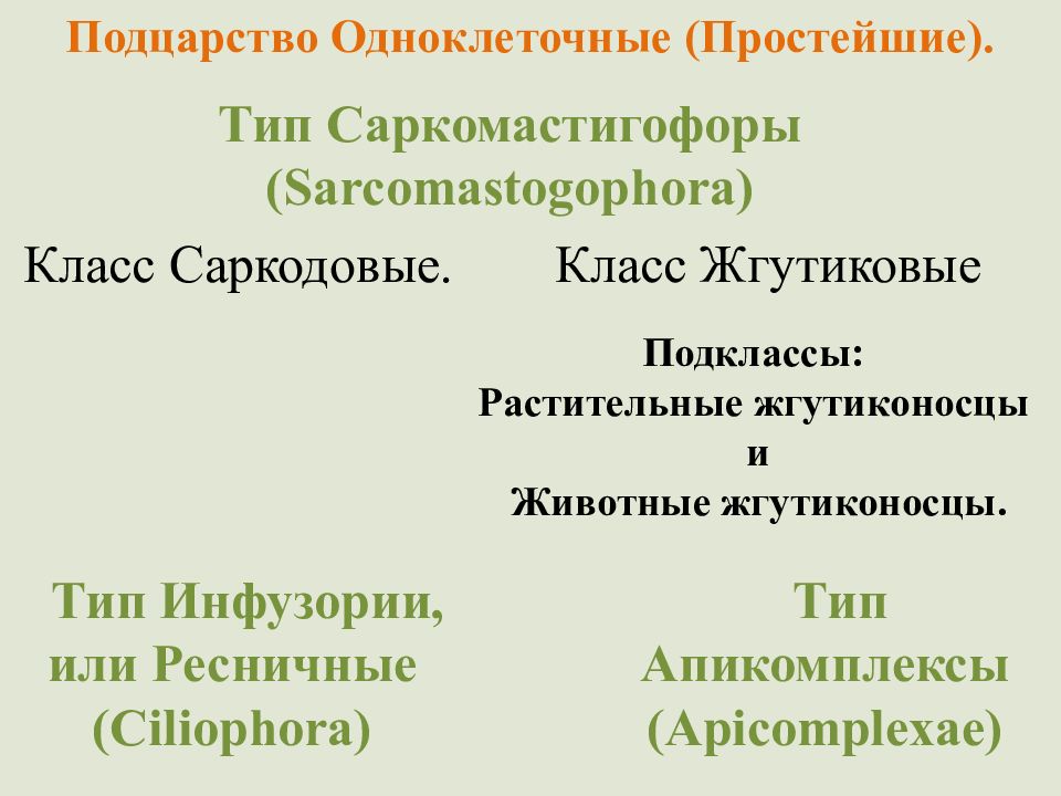 Медицинская протозоология презентация