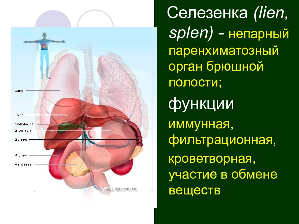 Строение паренхиматозных органов. Паренхиматозные органы. Полые и паренхиматозные органы брюшной полости. Паренхиматозные органы живота. Паренхиматозные органы пищеварительной системы.