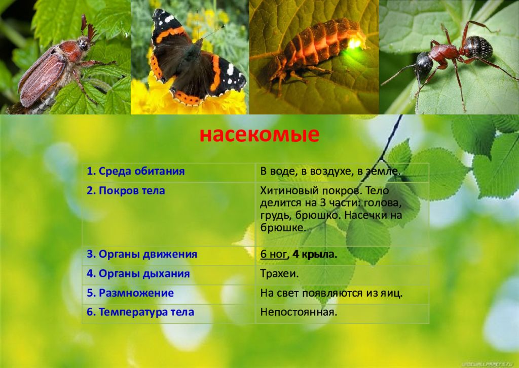 Особенности групп насекомые. Среда обитания насекомых. Многообразие насекомых. Покров насекомых. Класс насекомые Покров.