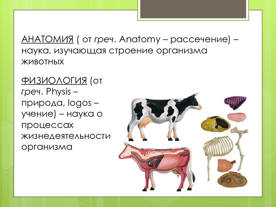 Animal organism. Физиология животных. Анатомия и физиология животных. Анатомия и физиология сельскохозяйственных животных. Изучение анатомии животных.