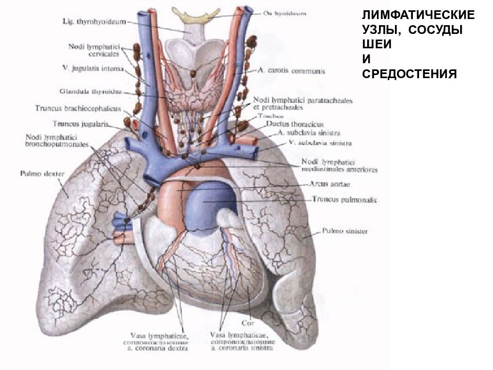 Лимфатические узлы средостения. Лимфатические сосуды и узлы средостения. Лимфоузлы заднего средостения.
