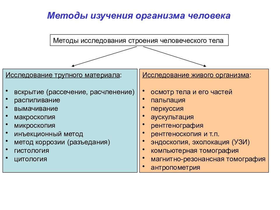 Схемы по физиологии человека