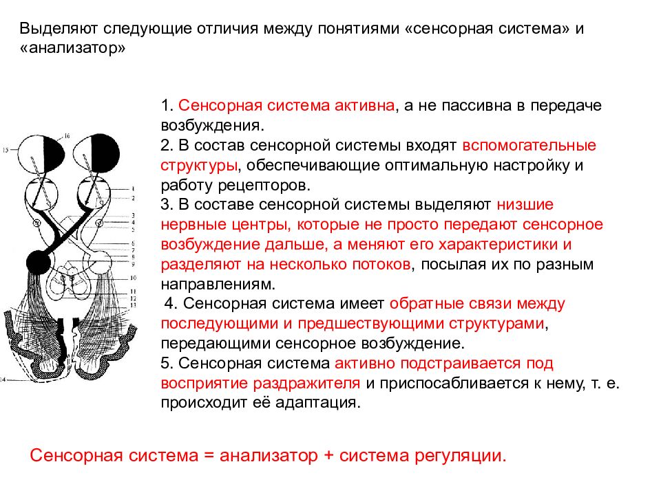 Следующий отличие. Чем сенсорная система отличается от анализатора. Отличия между понятиями «сенсорная система» и «анализатор».. Разница между анализатором и сенсорной системой. Понятие об анализаторах сенсорных системах.