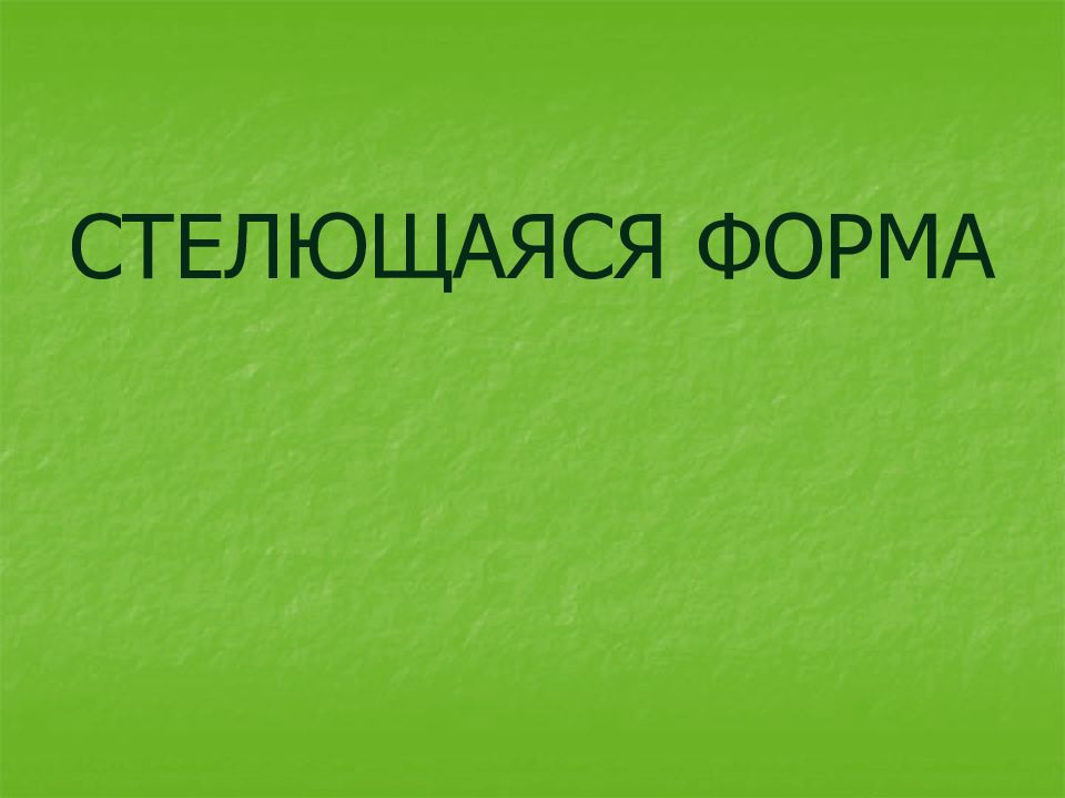 Стлаться. Стлались это
