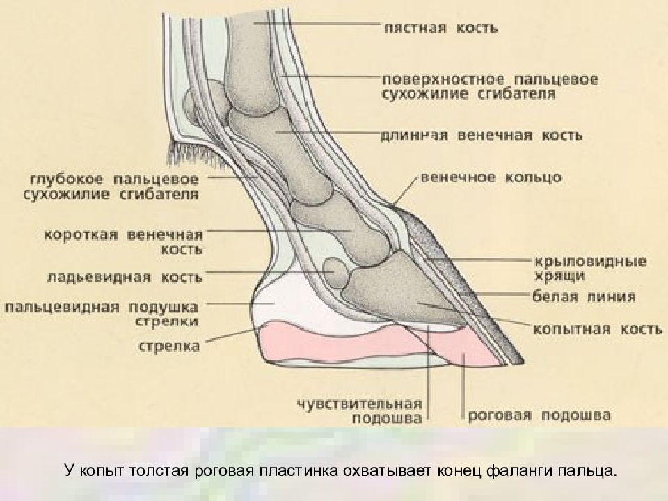 Около кости. Строение копыта лошади анатомия. Непарнокопытные строение копыта. Схема строения копыта лошади. Подошва копыта лошади строение.