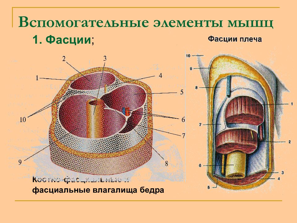 Элементы мышц. Вспомогательные элементы мышц. Вспомогательные компоненты мышц. Костно фасциальные влагалища бедра. Костно фасциальные футляры плеча.