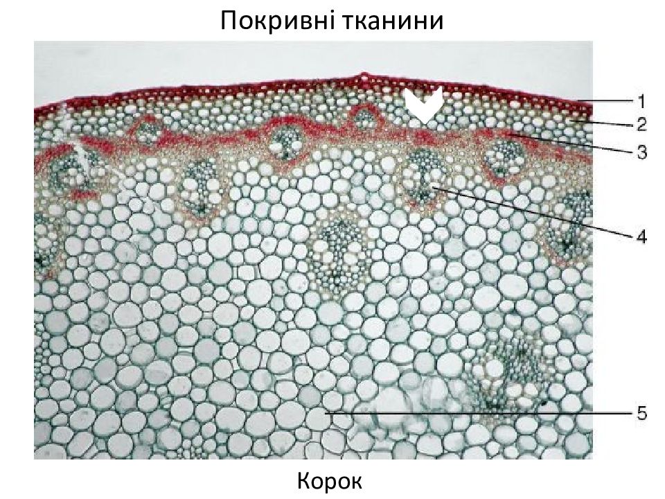 Однодольные растения ткани