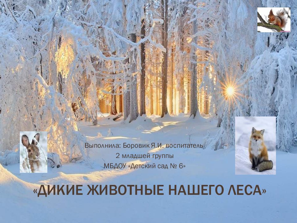 «Дикие животные нашего леса»
