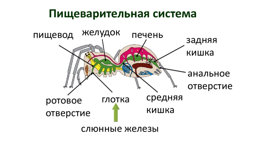 Система паукообразных. Пищеварительная система паукообразных схема. Строение пищеварительной системы паука. Пищеварительная система паука схема. Пищеварительная система паукообразных 7 класс.