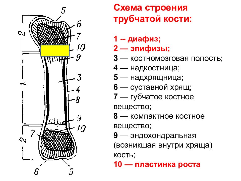 Какое строение имеют кости. Схема строения длинной трубчатой кости. Трубчатая кость строение анатомия. Строение диафиза трубчатой кости схема. Схема длинной трубчатой кости взрослого человека.