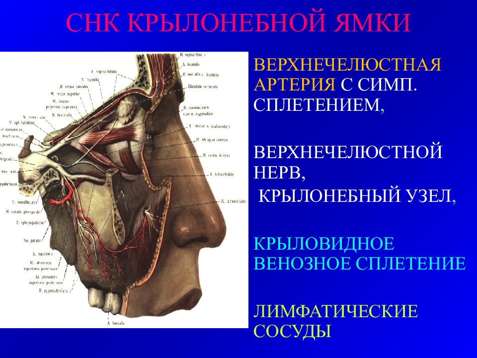 Верхнечелюстная артерия презентация