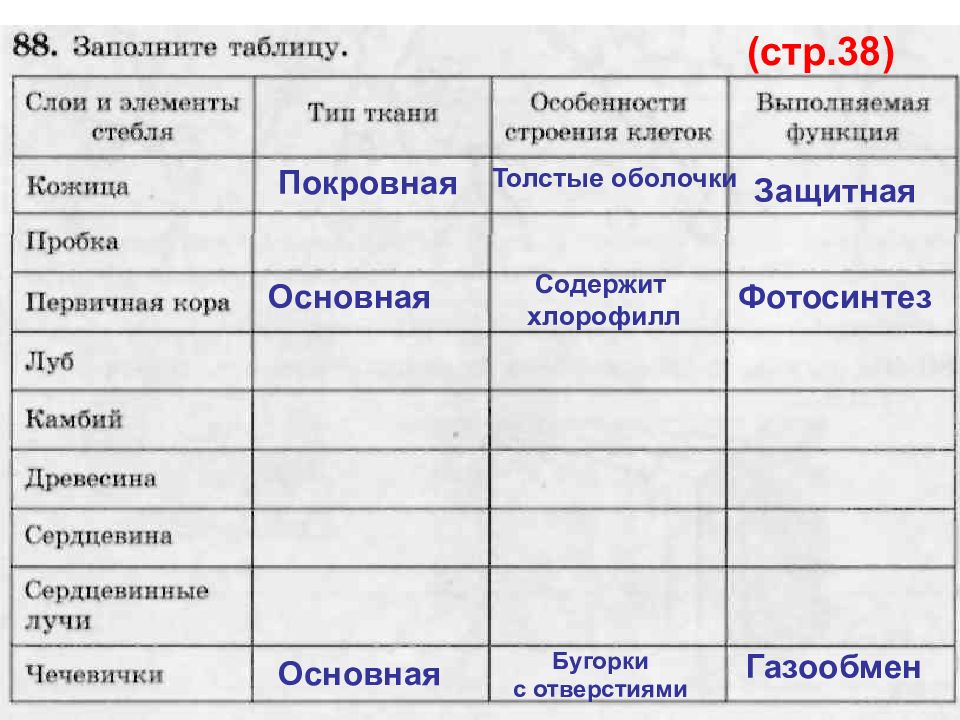 Слои стебля таблица. Таблица по биологии внутреннее строение стебля. Строение стебля таблица. Внутреннее строение стебля таблица. Особенности строения клеток стебля.