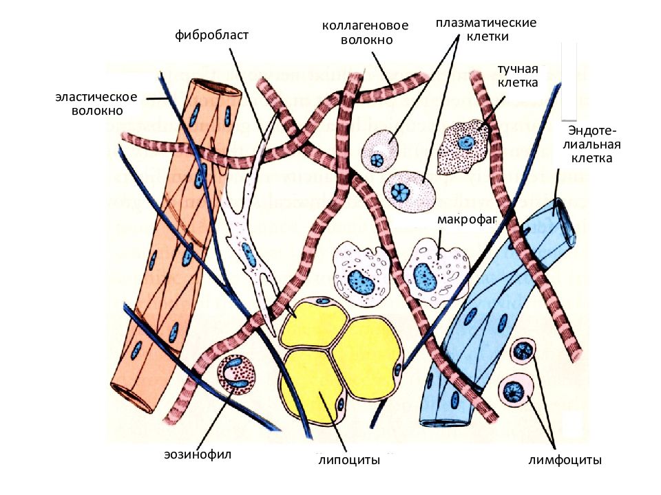 Рыхлая волокнистая соединительная ткань волокна. Фибробласты рыхлой соединительной ткани. Фиброцит в рыхлой соединительной ткани. Рыхлая волокнистая соед ткань схема. Рыхлая волокнистая соединительная ткань схема.