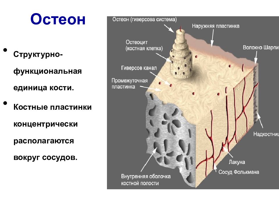 Основные компоненты костной ткани. Остеон структурная единица костной ткани. Костная ткань Остеон. Строение костей Остеон. Структурно-функциональная единица кости Остеон.