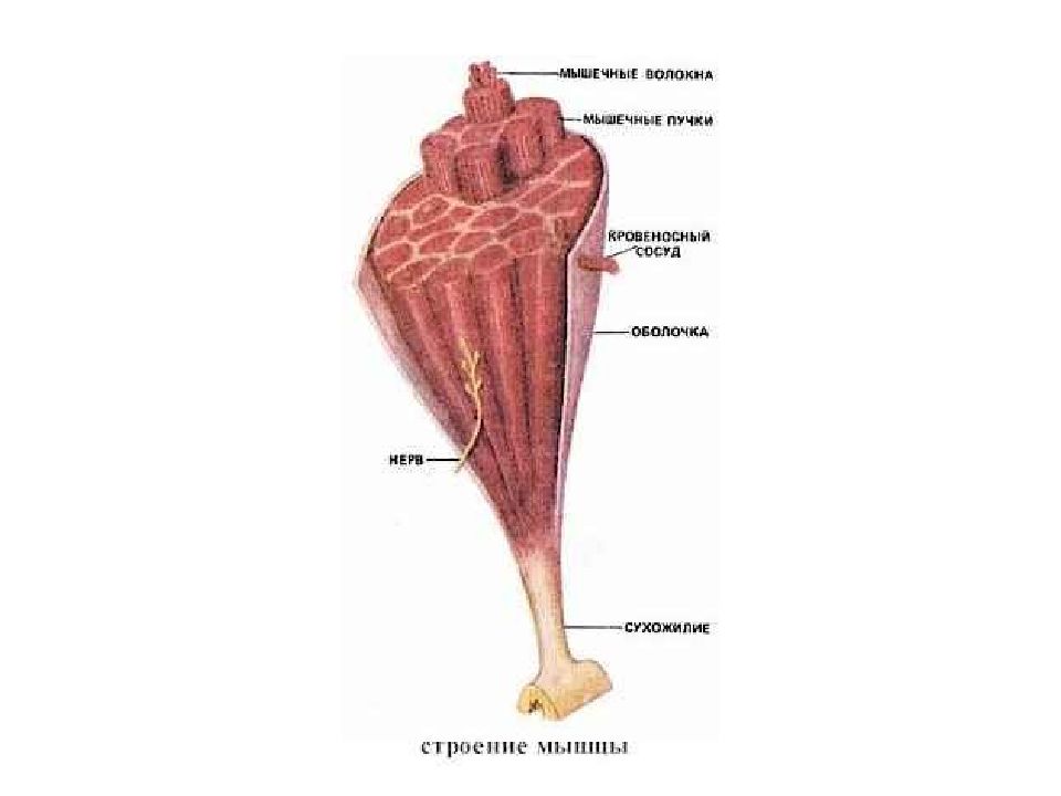 Отдельное строение. Строение мышечного пучка анатомия. Пучок мышечных волокон строение. Строение мышечного пучка рисунок. Строение мышцы пучка.