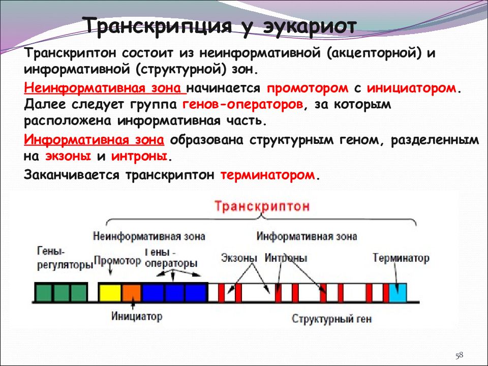 Схема строения гена эукариот