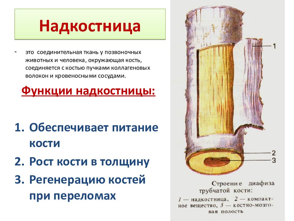 Надкостница кости. Строение костей надкостница. Кость функции надкостницы. Наружный волокнистый слой надкостницы.