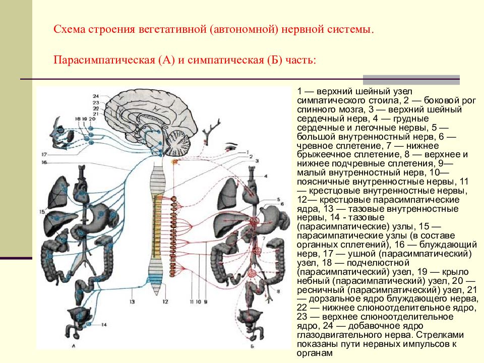 Блуждающий нерв парасимпатическая нервная. Общее строение вегетативной нервной системы. Блуждающий нерв отдел нервной системы. Схема строения вегетативной нервной системы человека. Схема строения симпатической части вегетативной нервной системы.