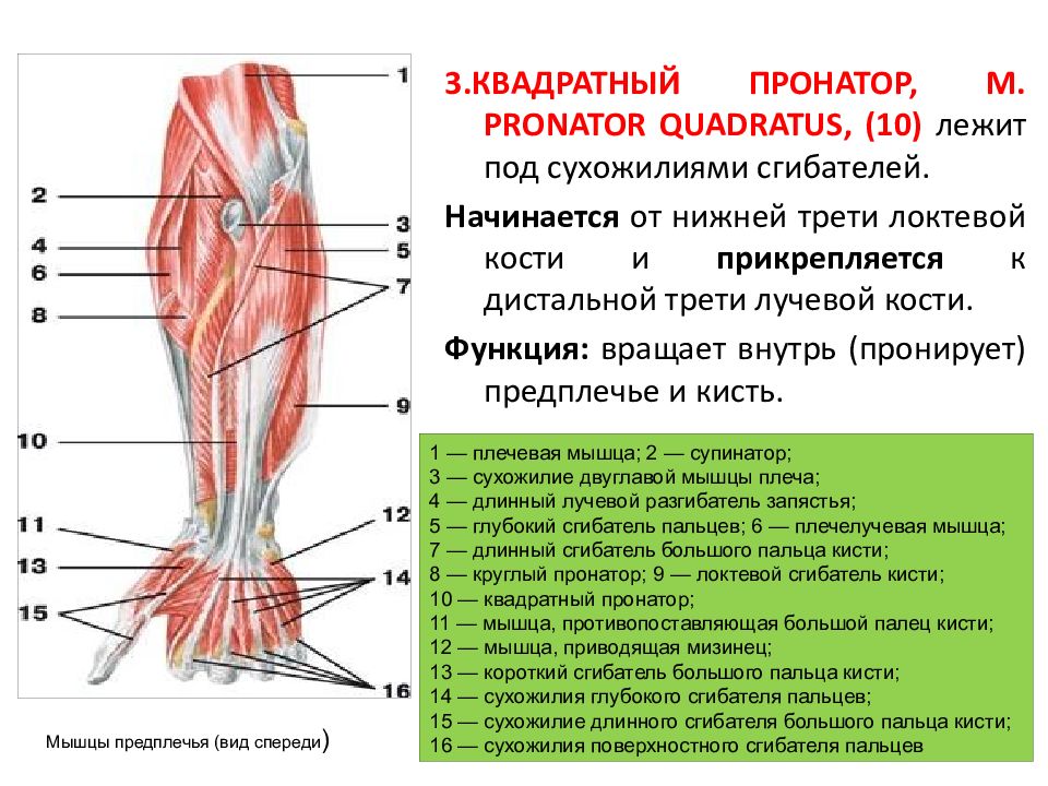 Мышцы верхней части. Мышцы свободных верхних и нижних конечностей. Мышцы свободной верхней конечности функции. Мышцы верхней конечности вид сзади. Мышцы верхних конечностей человека.