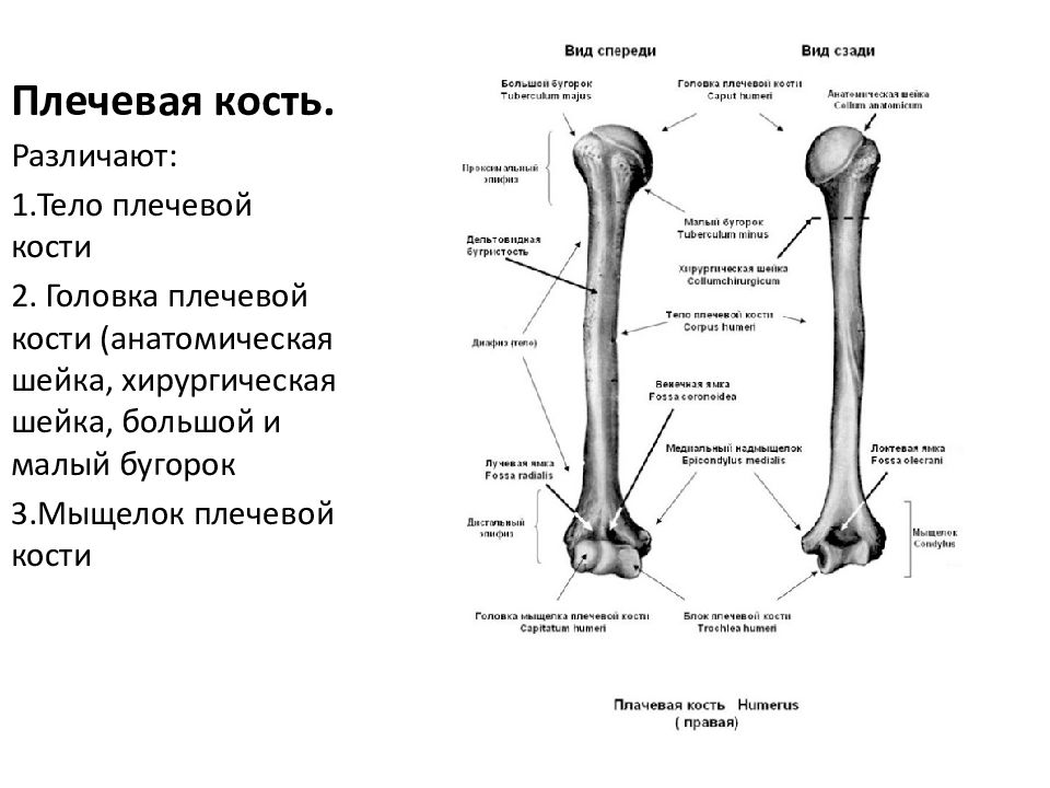 Отличить кость. Плечевая кость правая вид спереди. Мыщелки плечевой кости анатомия. Анатомия плечевой кости Синельников. Хирургическая шейка бедренной кости.