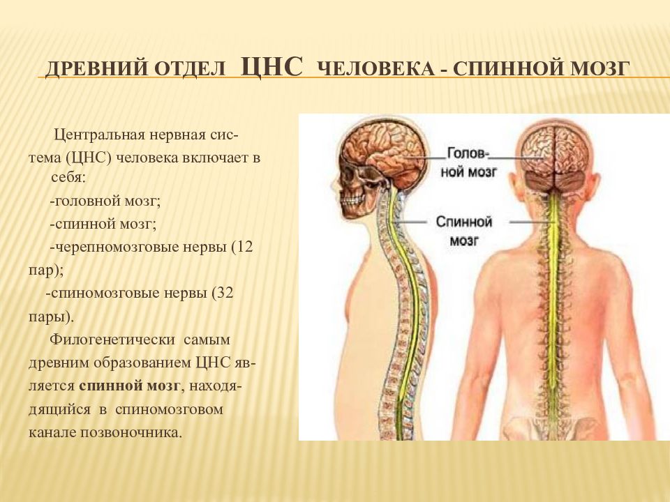 Нервная система человека презентация пименов