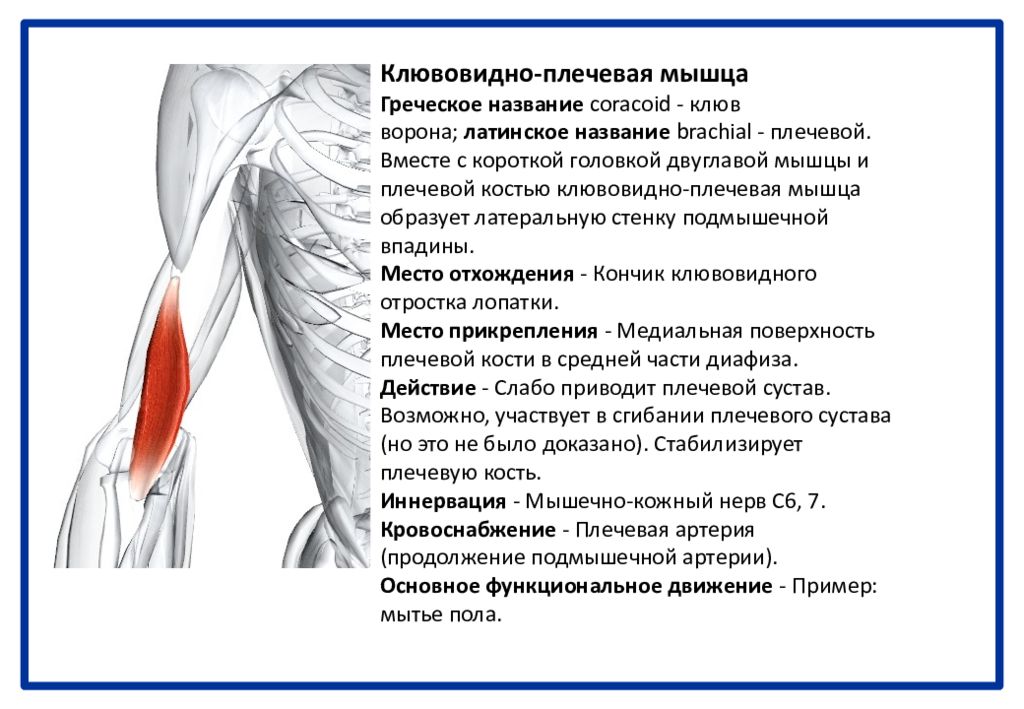 Клювовидно плечевая. Клювовидно плечевая мышца плеча. Клювовидно-плечевая мышца анатомия. Клювовидно плечевая мышца крепление. Клювовидно плечевая мышца начало и прикрепление.