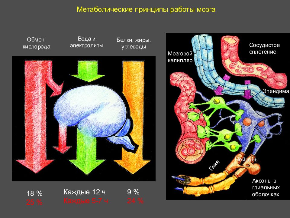 Обмен мозга. Принципы работы головного мозга. Углеводы головного мозга. Обмен мозгами.